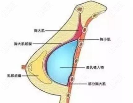 胸部结构示意图
