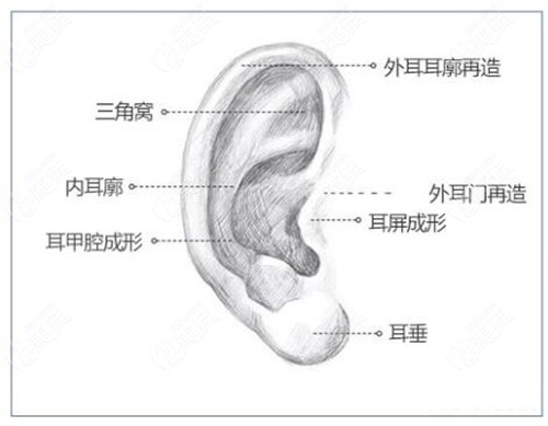 耳朵组成部分