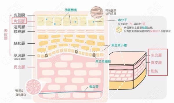 赛诺秀5D胶原光浅层提升图解
