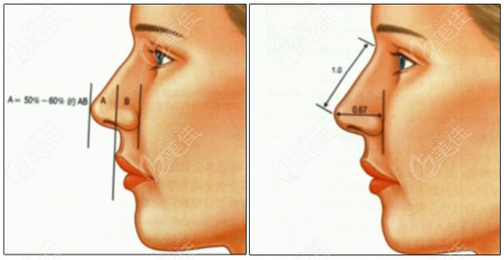 杭州美莱做鼻综合依据的美学理论示意图