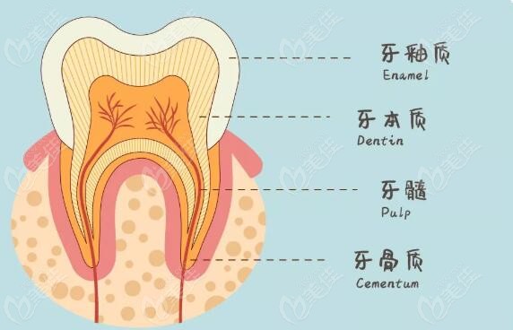 门牙结构图片