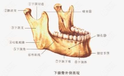 下颌骨外侧结构图
