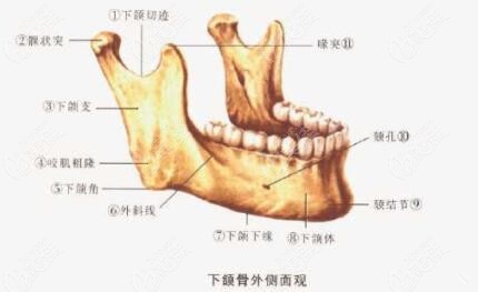 下頜骨外側(cè)結(jié)構(gòu)圖