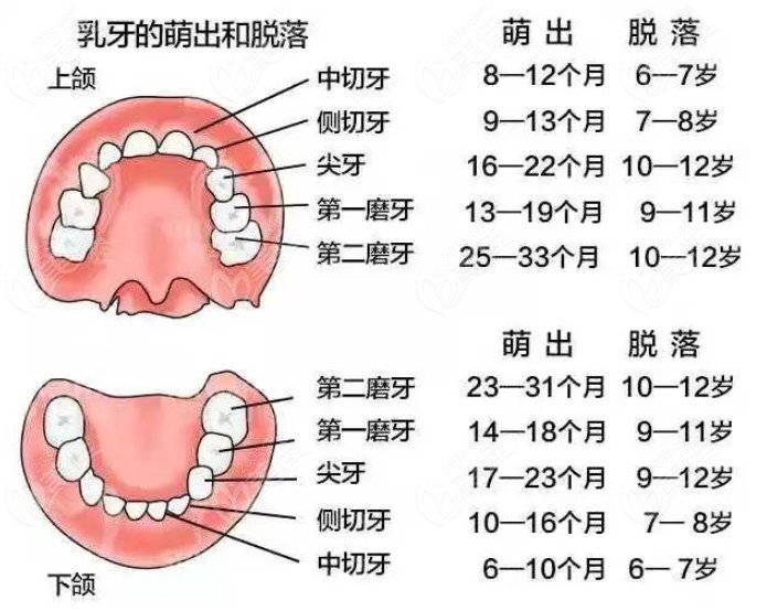 牙齿顺序号数图图片