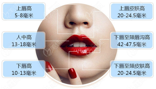 唇部美学标准数据图