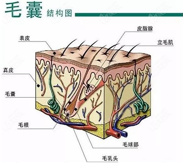毛囊结构图，深入激活毛囊组织