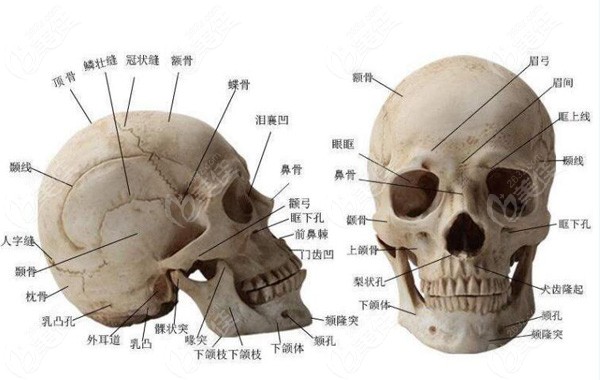 人体骨骼模型展示