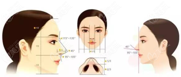 隆鼻美学标准参照图