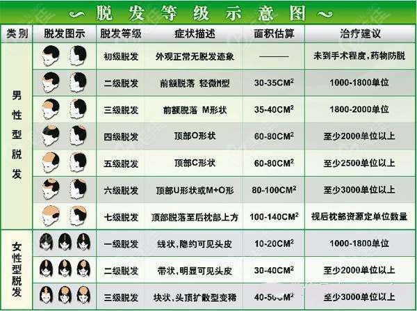 2000毛囊能植多大面积看脱发等级图
