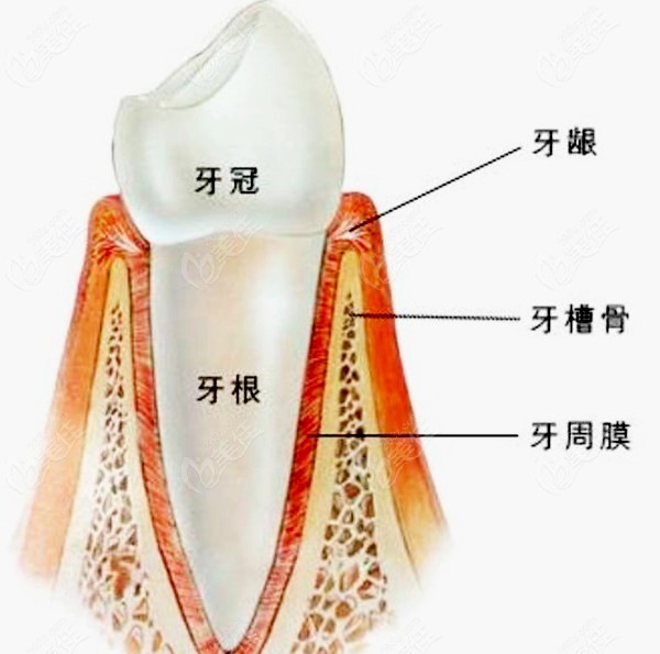 牙槽嵴是哪个部位图片