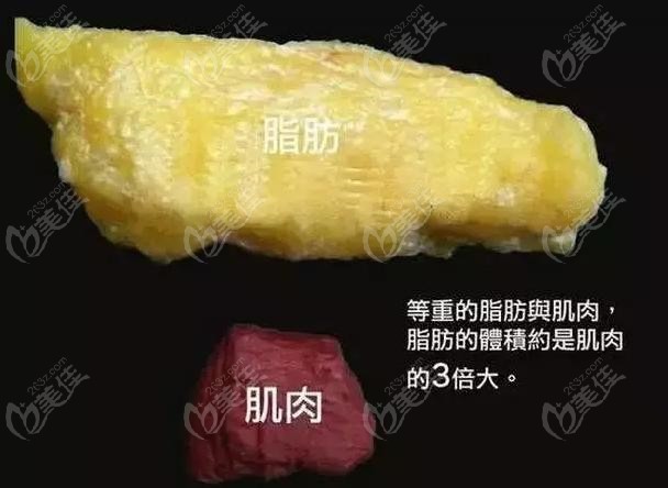 脂肪和肌肉的大小