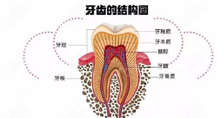 口腔牙龈结构图解剖图图片