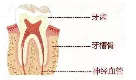 牙槽骨的位置
