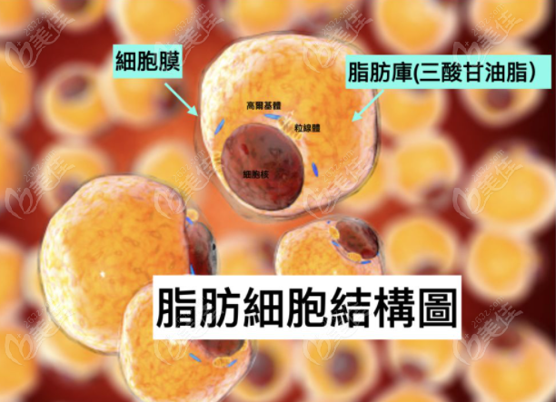 脂肪细胞结构图片