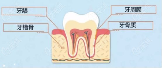 牙齿周围组织的组成部分