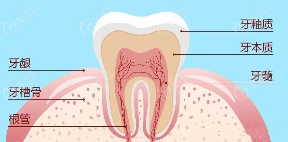 牙体组织结构部分