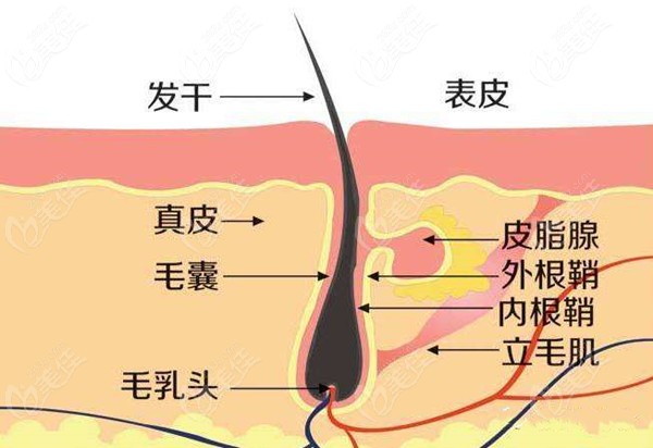 毛囊结构解剖图