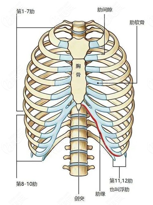肋骨和肋软骨的位置