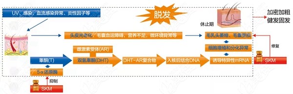 丝科慕毛发营养液生发原理