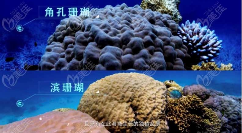 珊瑚骨是什么材料？太平洋深海珊瑚