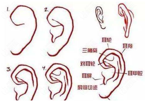 耳再造手术都有哪些位置