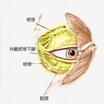 眼部组织结构图解