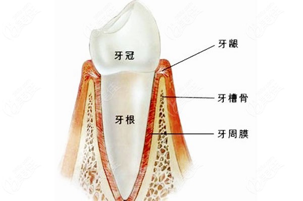 种牙牙槽骨的标准条件