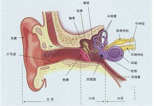耳朵形态、耳洞的组成构成
