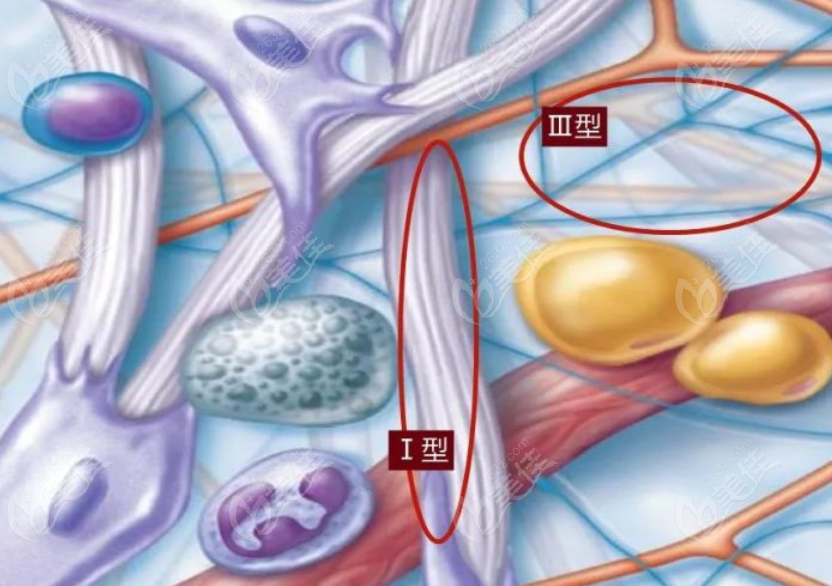 皮肤中所含的两种胶原蛋白