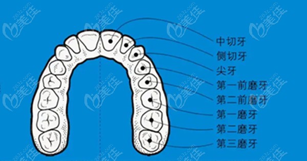 牙齿位置学名