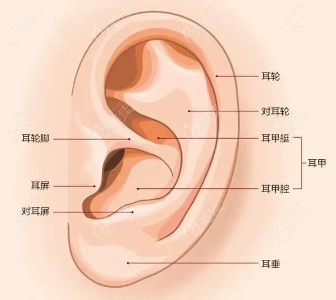 耳朵轮廓结构图