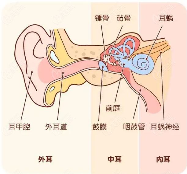 耳朵结构图解剖图高清图片