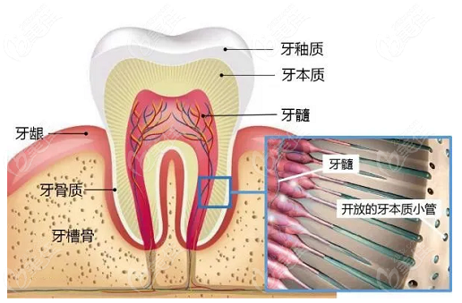 牙齿的构造组成部分
