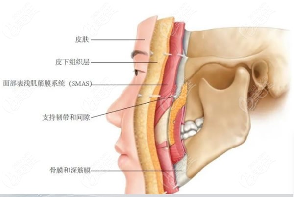 拉皮手术拉的是筋膜层还是皮肤层