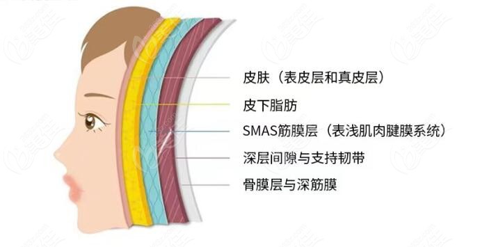 拉皮层次图解