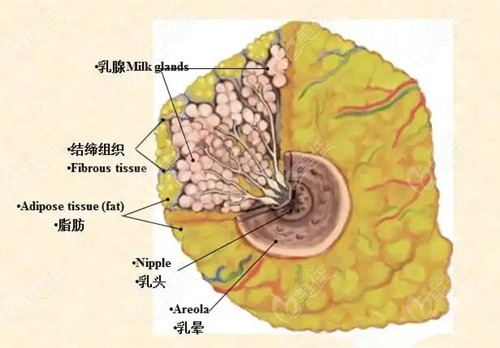 www.236z.com提供的乳腺组织分布