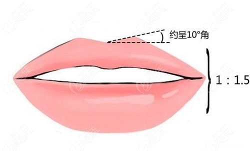 嘴唇的形状