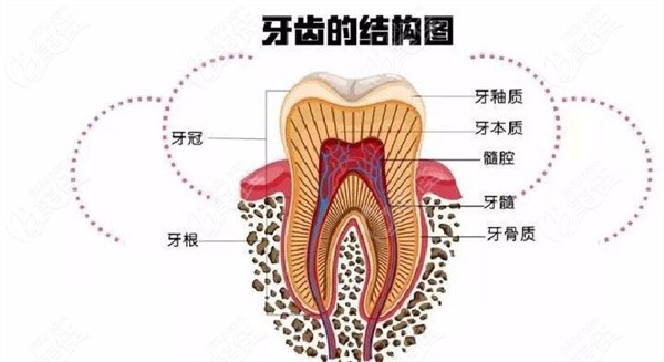 牙齿结构图了解下236z.com