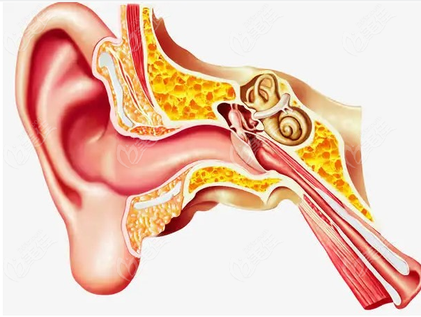 耳道内部结构图