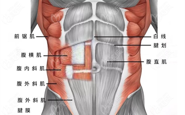 腰部部肌肉结构示意图236z.com