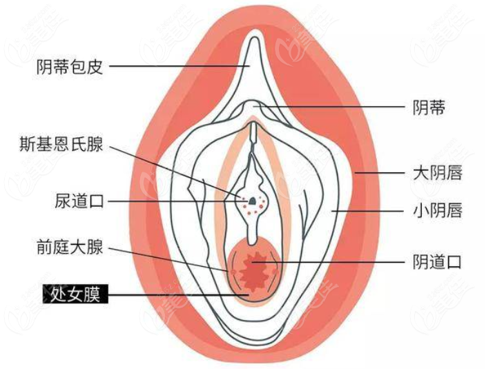 <!--<i data=20240703-sp></i>-->正规私密整形医院阴蒂整形价格和G点注射费用
