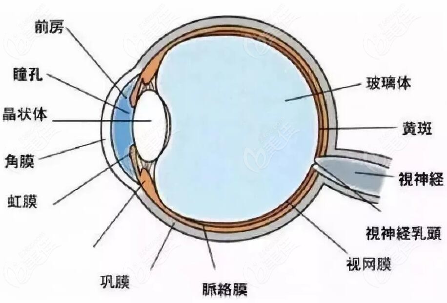 普诺瞳角膜塑形镜www.236z.com