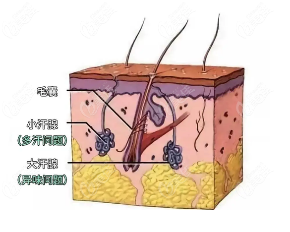 合肥狐臭微创手术哪个医院好www.236z.com