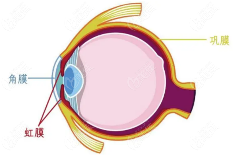 眼角膜的位置图片
