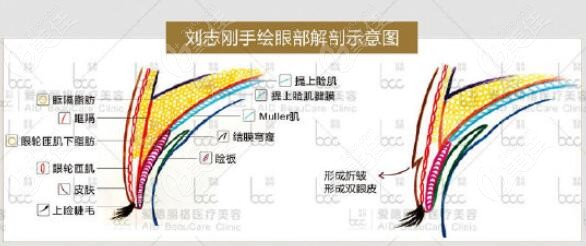 刘志刚重睑术m.236z.com