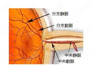 眼睛静脉组织