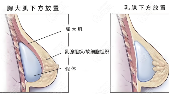 胸部结构