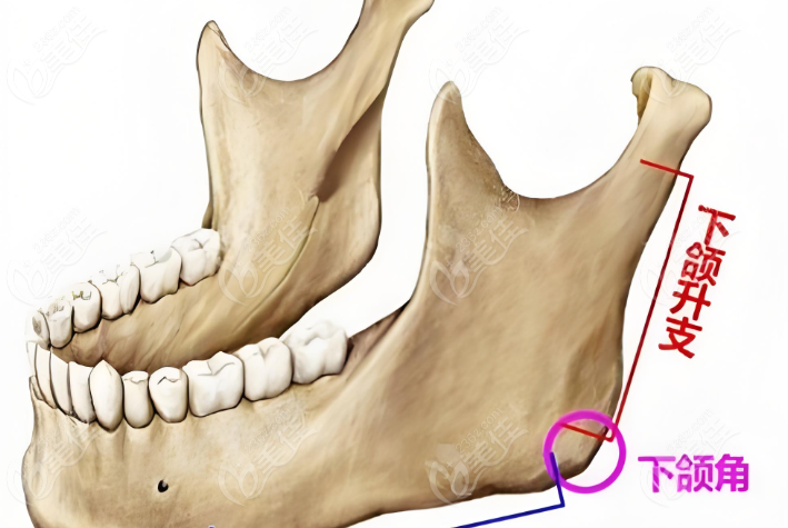 牙槽骨颌面结构