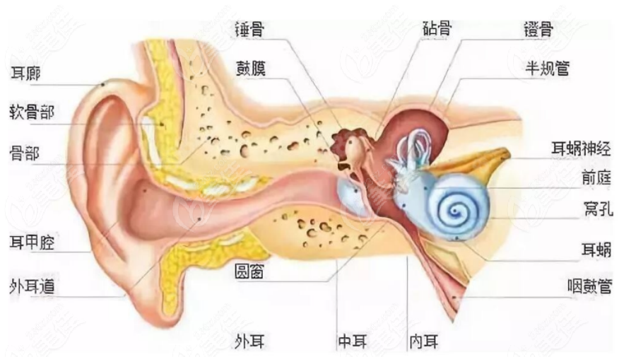 耳再造手术示意图