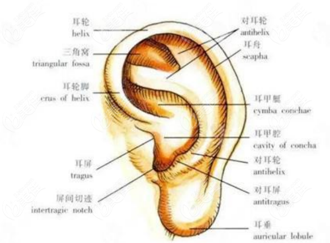 耳再造手术示意图